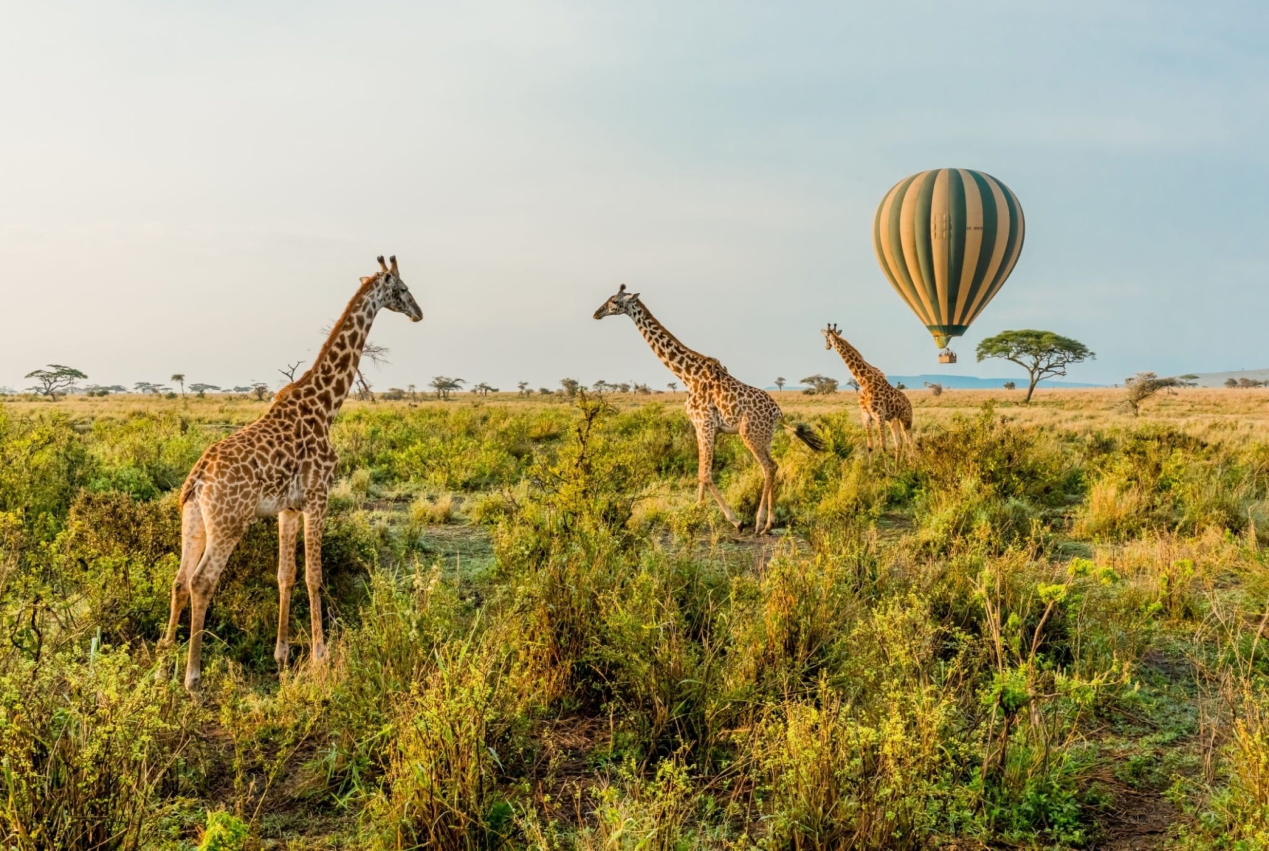 serengeti chachasafri