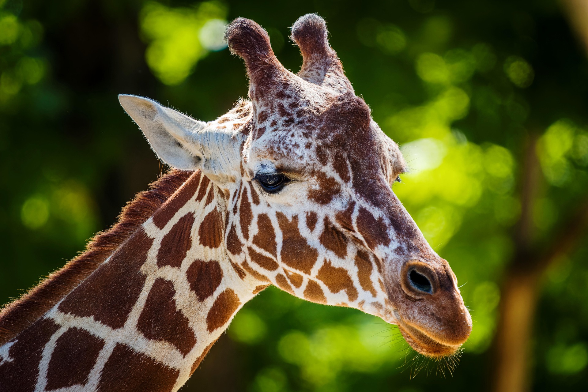 giraffe-8038107_1920