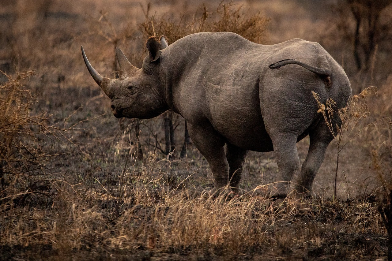 rhinoceros-6799726_1280