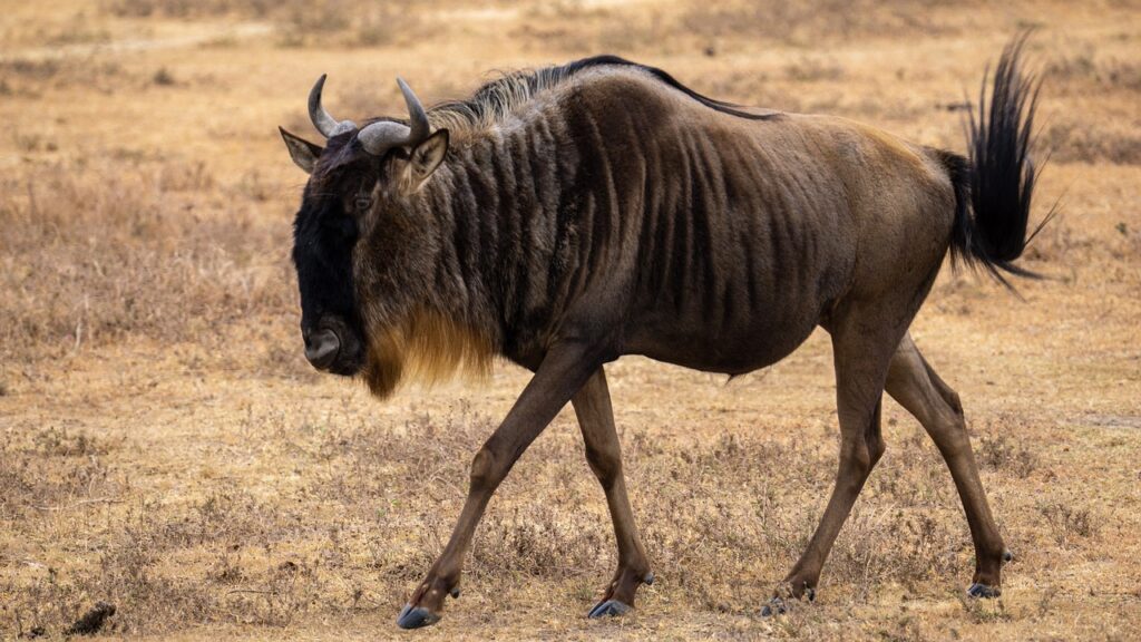 Wildebeest Migration